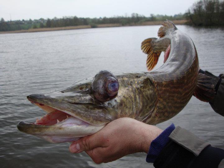 Atentie,imagini socante +18 - 181807437462169617569130590530n.jpg